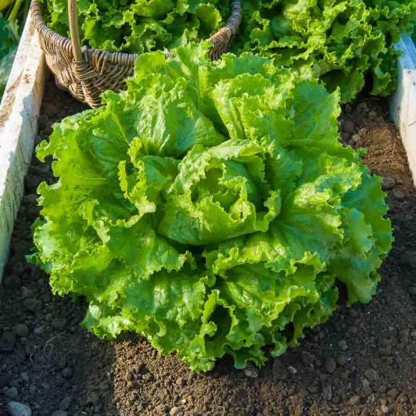 Potagères - Laitue Batavia Blonde de Paris - face recto